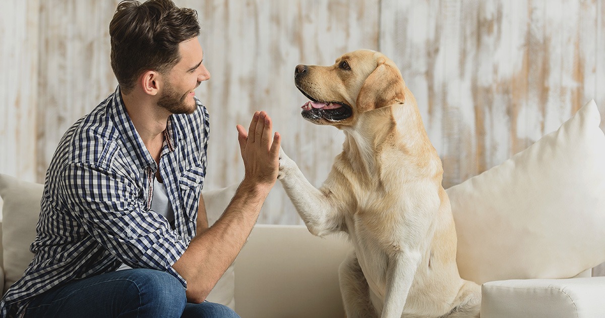 Quick AHCs for UK Travel Using Vet Home Certs