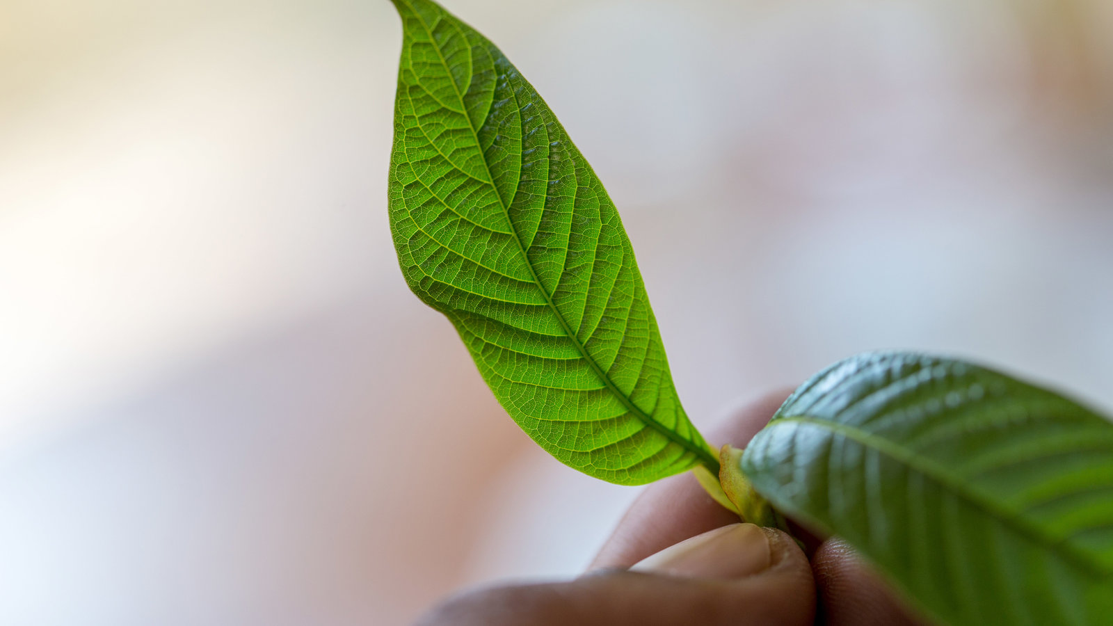 Explore Thailand’s Herbal Tradition with Organic Kratom Drinks
